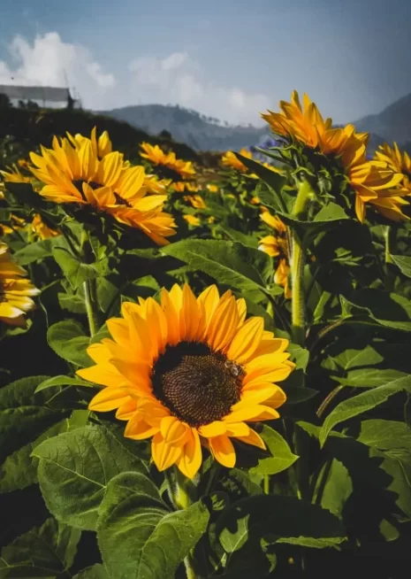 Online Counselling Sunflowers
